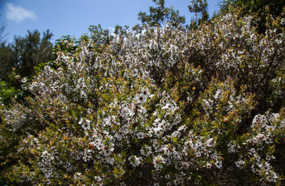 horticulture and viticulture