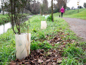 polycycle plant protector by river bed