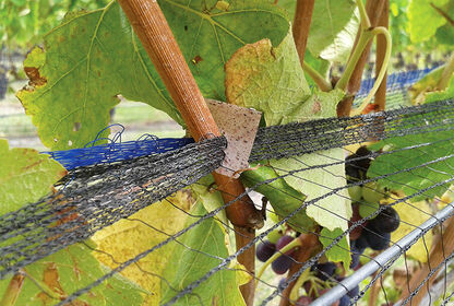 vine clips from biodegradable material