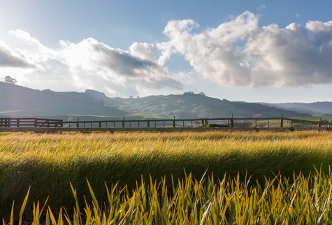 New Zealand field