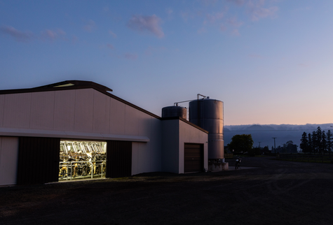 Milking shed at dawn