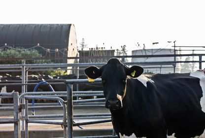 Dairy cow after milking