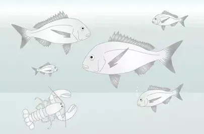 P75752 EPL Marine Products Pots illustration v1 313c4291e6f3197e1c3ec59bbbc32406