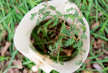 top down shot of sustainable plant protector